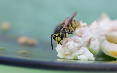 The uninvited guest at your barbecue – how to saselyget rid of wasps and hornets from your garden.