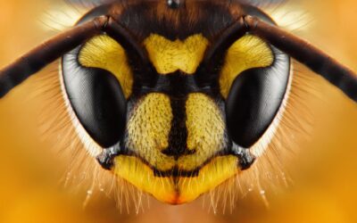 Not every wasp is a wasp – a guide to insects that only pretend to be dangerous