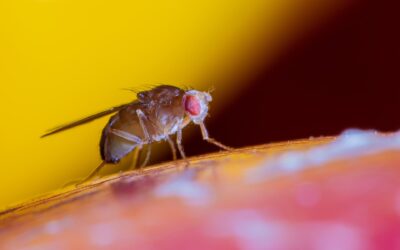 Fruit flies – unassuming intruders. Where do they come from, and how can you effectively get rid of them?