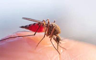 What’s biting us in Summer? The hidden dangers lurking in your garden.