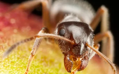 Pharaoh’s curse or nature’s clever trick?