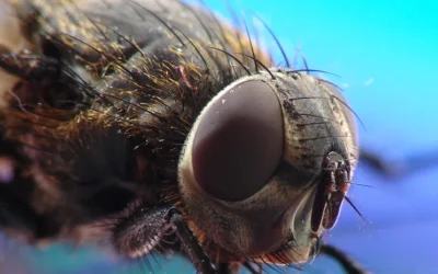 The housefly – an unwanted guest in your home. How to get rid of it?